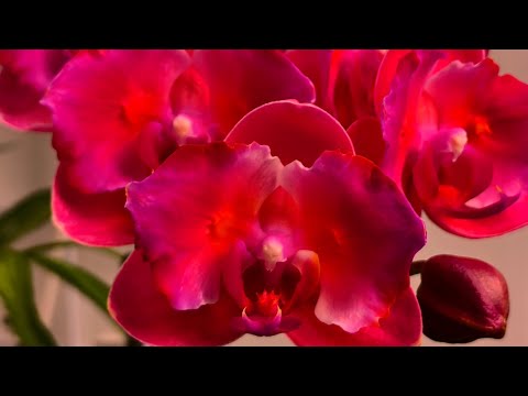 Видео: Орхидеи и другие растения, готовы. 19.07.2025