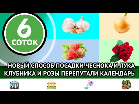 Видео: Новый способ посадки чеснока и лука. Клубника и розы перепутали календарь - что делать? 6 соток