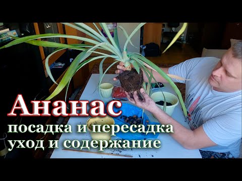 Видео: Как посадить ананас. Пересадка ананаса. Климат для выращивания ананасов. Полив и подкормка ананасов.