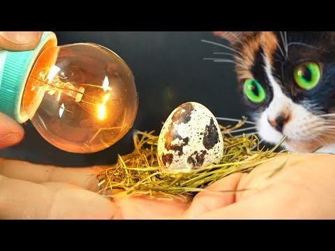 Видео: ЭКСПЕРИМЕНТ, ПТИЧКА ИЗ МАГАЗИННОГО ЯЙЦА!