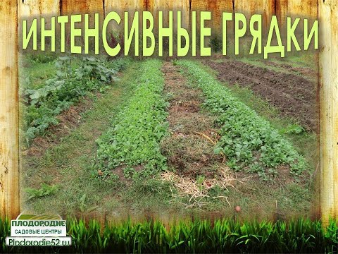 Видео: ИНТЕНСИВНЫЕ ГРЯДКИ - высокий урожай и неуклонный рост плодородия участка при низких трудозатратах