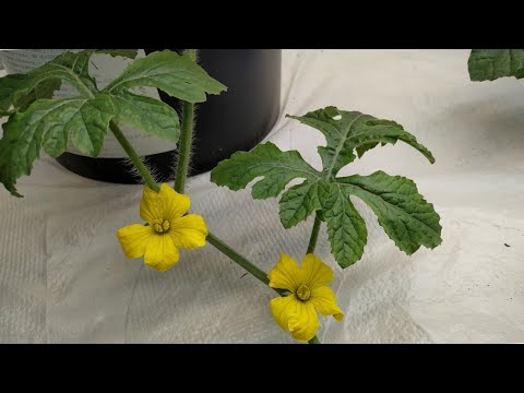 Видео: АРБУЗЫ 🍉 в квартире. Как опылить АРБУЗ 🍉 вручную ?