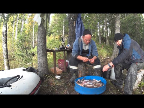 Видео: ПОЙМАЛИ КУЧУ РЫБЫ.ТАЕЖНЫЙ БЫТ В ГЛУХОЙ ТАЙГЕ.рыбалка на сети.заключительная  2 часть