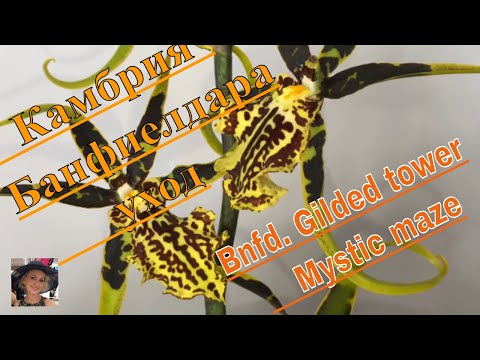 Видео: Банфиелдара, камбрия. Bnfd.Gilded Tower Mystic Maze.Уход за орхидеей, полив, свет, влажность и др.
