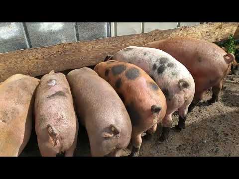 Видео: Чем кормим поросят.