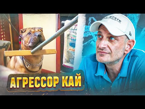 Видео: Агрессор Кай (шарпей)