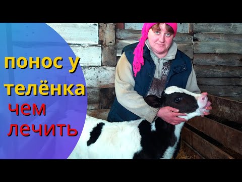 Видео: Понос у телят. Лечение поноса  у телят (диарея). Вьетнамская свинья - скоро опорос. 24 банки паштета