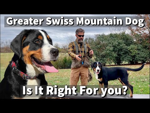 Видео: Большая швейцарская горная собака | Подходит ли она вам?