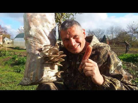Видео: выращивание вешенки на кукурузе, проще некуда