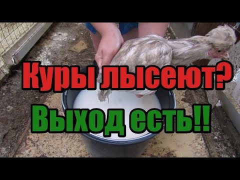 Видео: 🆘Куры🐓 лысеют- есть 3 основные причины!! Спасаем кур🐔!! Боремся с Пухопероедом!! Сера кормовая!