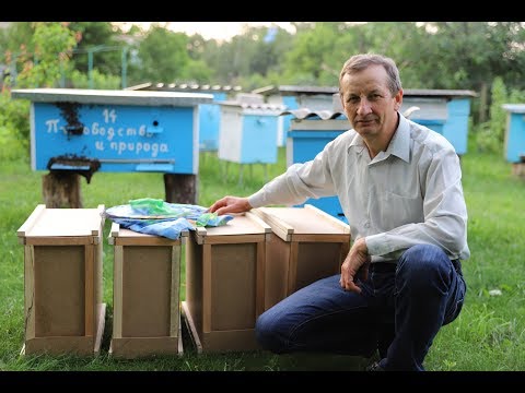 Видео: Пчелопакеты с молодыми матками | Ёжик на пасеке
