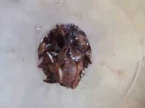 Видео: как переловить тараканов в квартире легко дешево