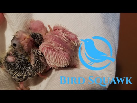 Видео: Когда следует вынимать цыплят и начинать кормить их вручную.