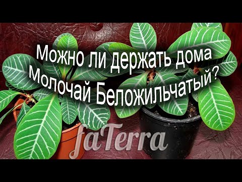 Видео: МОЛОЧАЙ БЕЛОЖИЛЬЧАТЫЙ (Эуфорбия). Правила содержания в домашних условиях.