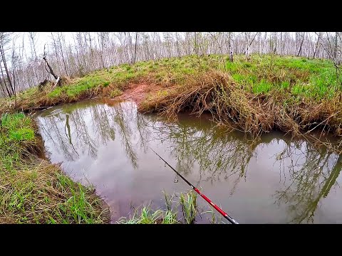 Видео: НЕВЕРОЯТНО! ОТКУДА В ЭТОМ РУЧЬЕ СТОЛЬКО РЫБЫ?? Щука на воблеры .Весенняя рыбалка