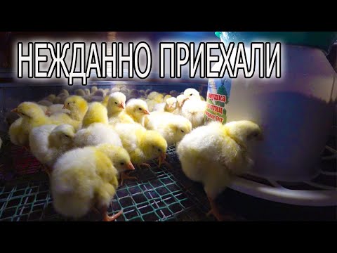 Видео: КАК Я МОГ О НИХ ЗАБЫТЬ?