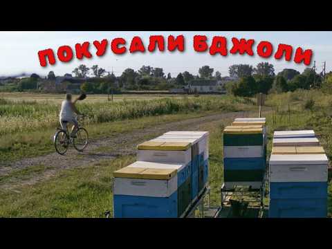 Видео: ДОКОЧУВАСЯ. "Забирай пасіку!" — Як нас ВИГНАЛИ з села