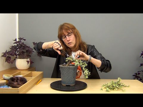Видео: Бонсай из портулакарии в полукаскадном стиле (ч.3).