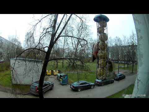Видео: Дятел и Поползень. Woodpecker and Nuthatch