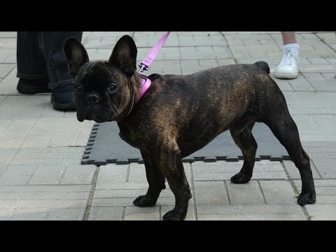 Видео: ДТ - 178. Французский бульдог - "чужая" собака