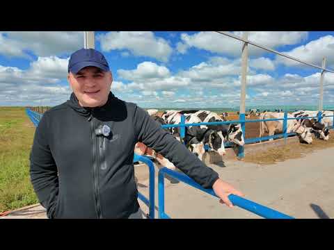 Видео: Жизнь коров на ферме. Как устроены современные фермы: врачи, родзал и генетика на фермах Садового