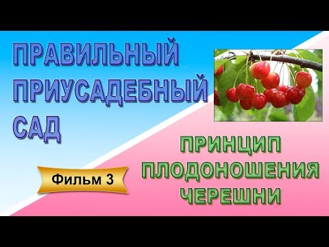 Видео: Правильный приусадебный сад Фильм 3 Принцип плодоношения черешни