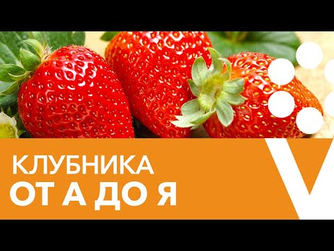 Видео: КЛУБНИКА ОТ А ДО Я. Советы по выращиванию клубники для большого урожая