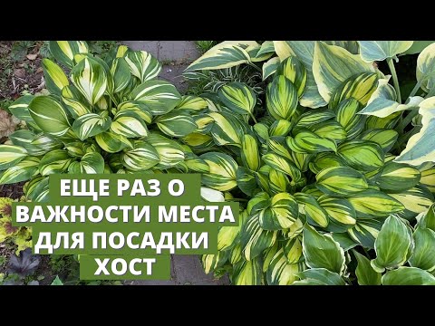 Видео: Еще раз о месте посадки хосты