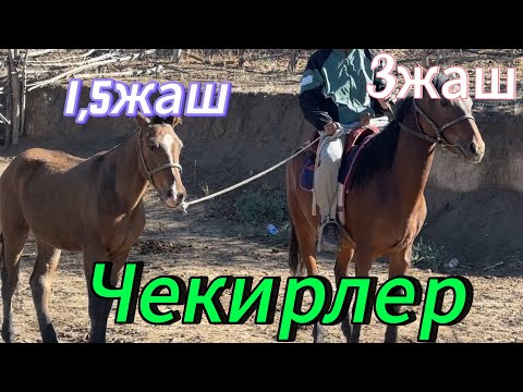 Видео: Актандан 2чекир 490дун уругунан