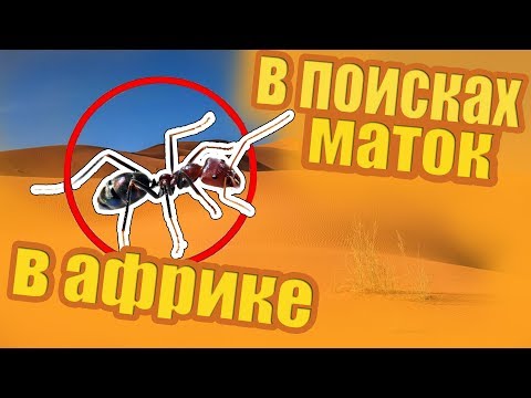 Видео: В ПОИСКАХ МАТОК 2.5! Ищем муравьиных королев в песках Волгограда! Лесные похождения за муравьями!