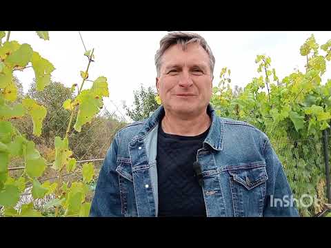 Видео: Обзор технических сортов на 29.09.2025г