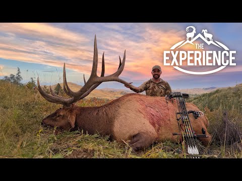 Видео: Охота на лося с луком в Монтане: незабываемые впечатления
