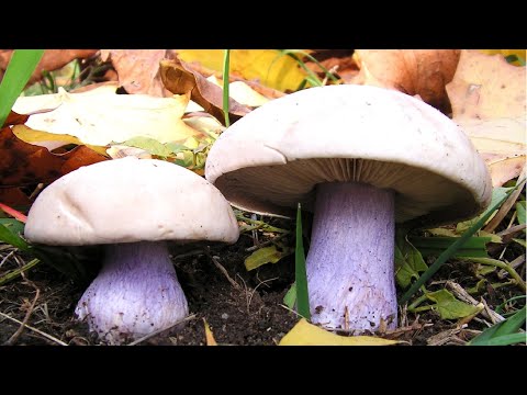Видео: Рядовка лиловоногая, синеножка, бери сколько хочешь