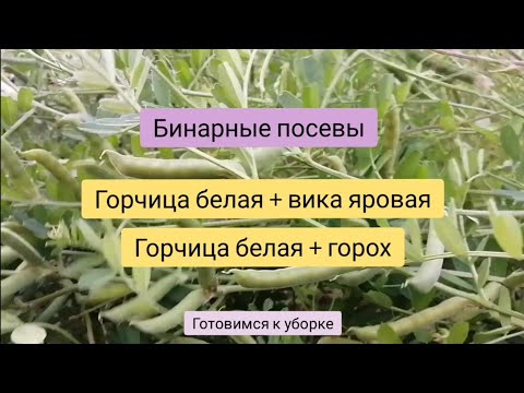 Видео: Бинарные посевы. Горох+горчица, вика+горчица