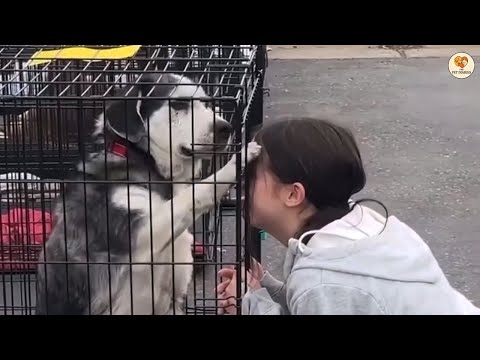 Видео: Слишком старый для продажи. Бедный пёс молча плакал, когда кто-то всё же взял его домой.