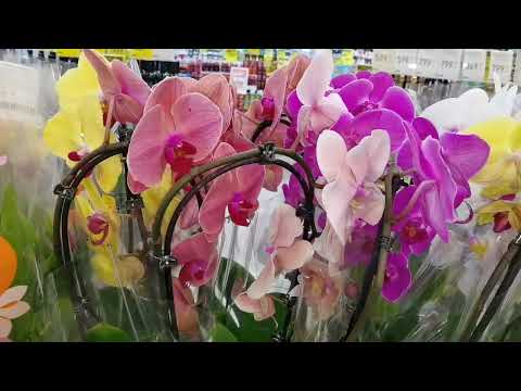 Видео: Новое поступление орхидей в магазины города. Качество. Цены. Что купила.
