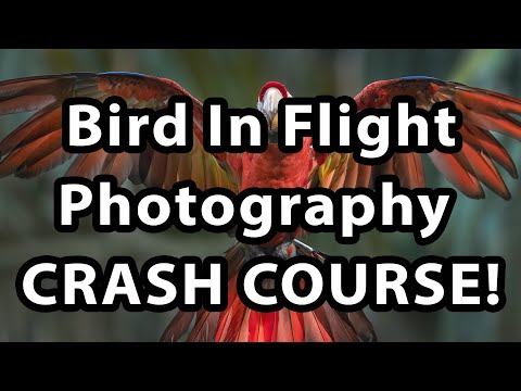 Видео: Фотосъемка птиц в полете — экспресс-курс!