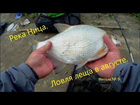 Видео: Ловля леща в августе. Река Ница. 24.08.2019