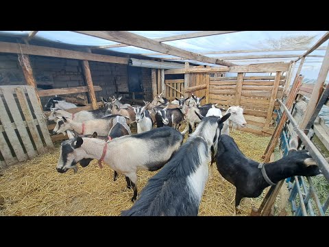 Видео: Сүтті төгіп беретін ешкілер келді😱💥 87025099163 Сатылады