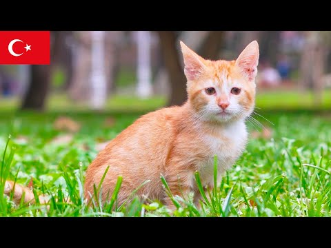 Видео: Одинокий котёнок в парке Стамбула [4K]