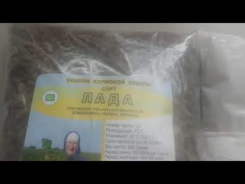 Видео: советую посадить кормовую свеклу Лада #сельскаяжизнь #огород #рассада #урожай #семена #фермер