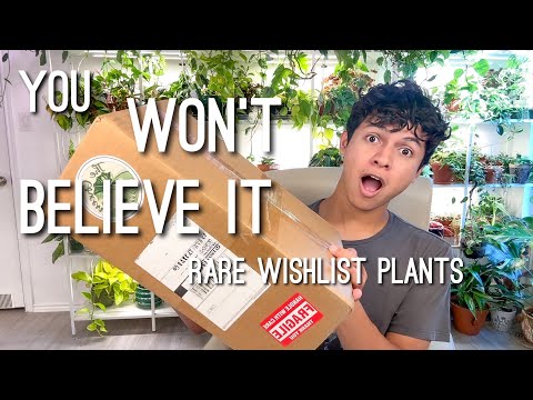 Видео: Распаковка редких и желаемых растений! Магазин Etsy | Plant Haul