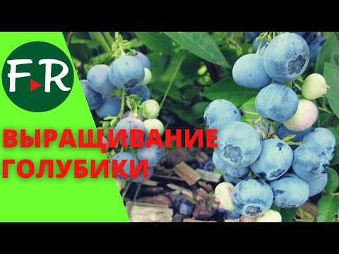 Видео: Голубика дорогой бизнес! Сорта и технология выращивания голубики. Ошибки фермеров.