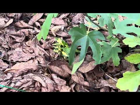 Видео: Вчасно прибрати зайве краще восени.