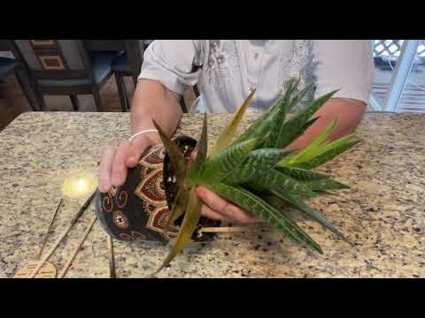 Видео: Загнил Алоэ. Как буду реанимировать? Пересадка.