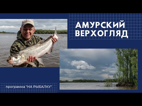 Видео: Амурский верхогляд