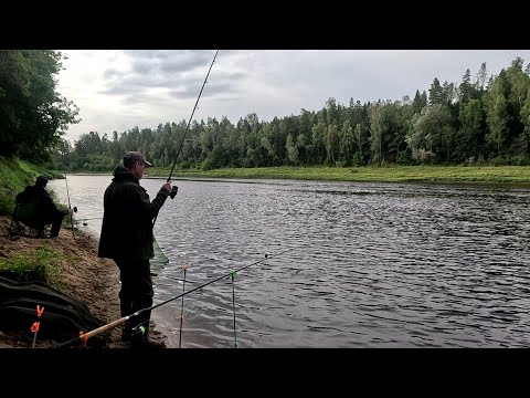 Видео: Даугава,Западная Двина.Рыбалка на фидер.