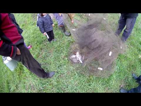 Видео: Ловля Волоком, Рыболовным Бреднем, Неводом. Поймали ВЕСЕННЕГО ТОЛСТОЛОБА ПО ВЫСОКОЙ ВОДЕ.