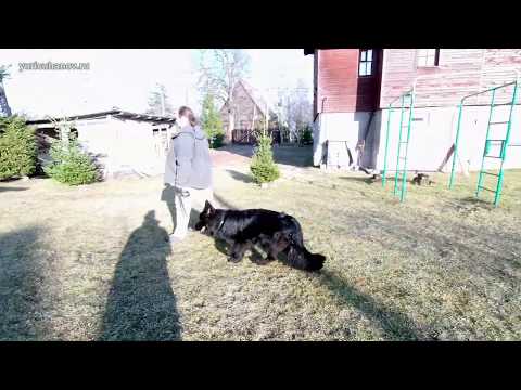 Видео: Отрабатываем команду МЕСТО с немецкой овчаркой Ладой