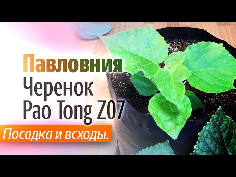 Видео: Посадка и первые всходы черенка Павловнии гибрид Pao Tong Z07.